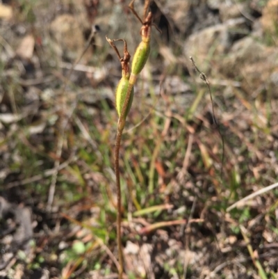 Eriochilus cucullatus (Parson's Bands) at Goorooyarroo NR (ACT) - 17 May 2015 by AaronClausen