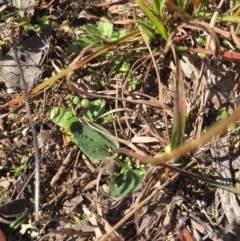 Eriochilus cucullatus at Gungahlin, ACT - suppressed