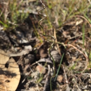 Thysanotus patersonii at Gungahlin, ACT - 17 May 2015