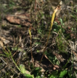 Eriochilus cucullatus at Gungahlin, ACT - suppressed