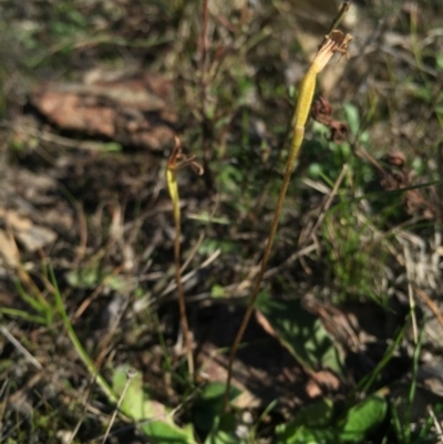 Eriochilus cucullatus (Parson's Bands) at Goorooyarroo NR (ACT) - 17 May 2015 by AaronClausen