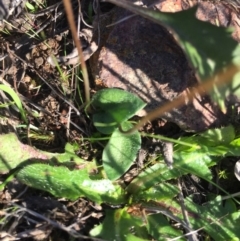 Eriochilus cucullatus at Gungahlin, ACT - suppressed