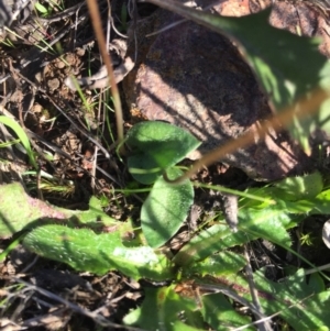 Eriochilus cucullatus at Gungahlin, ACT - suppressed