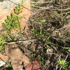 Thelymitra (Genus) (Sun Orchid) at Gungahlin, ACT - 17 May 2015 by AaronClausen