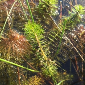 Myriophyllum crispatum at Gungahlin, ACT - 17 May 2015