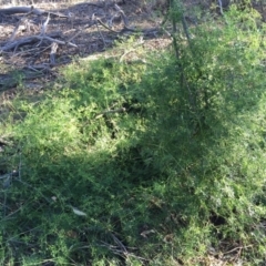 Clematis leptophylla (Small-leaf Clematis, Old Man's Beard) at Wallaroo, NSW - 17 May 2015 by AaronClausen