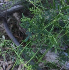 Clematis leptophylla at Wallaroo, NSW - 17 May 2015