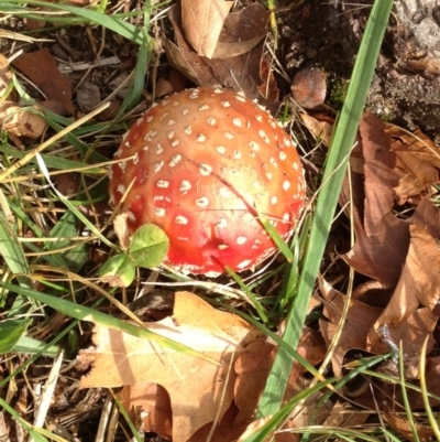 Amanita muscaria (Fly Agaric) at Calwell, ACT - 31 May 2014 by michaelb