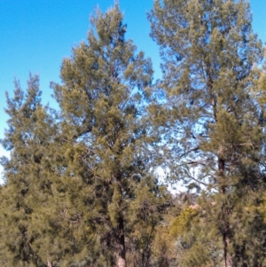 Casuarina cunninghamiana subsp. cunninghamiana at Greenway, ACT - 15 May 2015