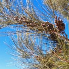 Casuarina cunninghamiana subsp. cunninghamiana at Greenway, ACT - 15 May 2015