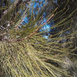 Casuarina cunninghamiana subsp. cunninghamiana at Greenway, ACT - 15 May 2015
