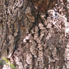 Casuarina cunninghamiana subsp. cunninghamiana at Greenway, ACT - 15 May 2015 11:39 AM