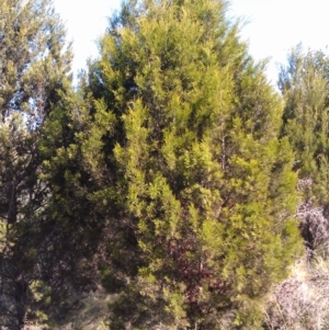 Callitris endlicheri at Greenway, ACT - 15 May 2015