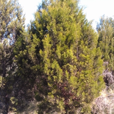 Callitris endlicheri (Black Cypress Pine) at Pine Island to Point Hut - 15 May 2015 by galah681