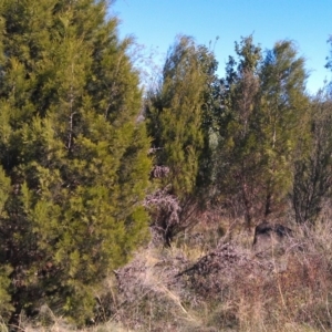 Callitris endlicheri at Greenway, ACT - 15 May 2015