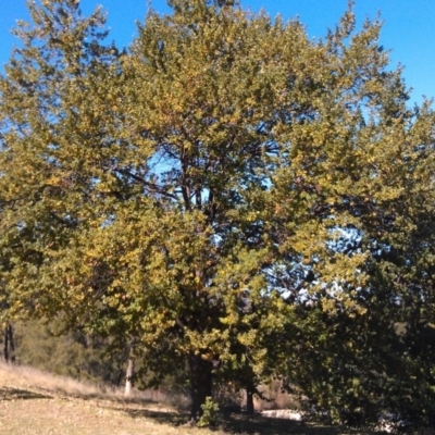 Quercus robur (English Oak) at Pine Island to Point Hut - 15 May 2015 by galah681
