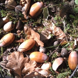 Quercus robur at Greenway, ACT - 15 May 2015