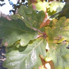 Quercus robur at Greenway, ACT - 15 May 2015