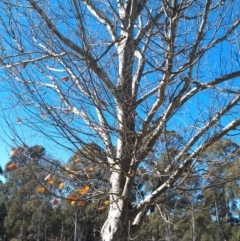 Platanus x acerifolia (London Plane Tree) at Pine Island to Point Hut - 15 May 2015 by galah681