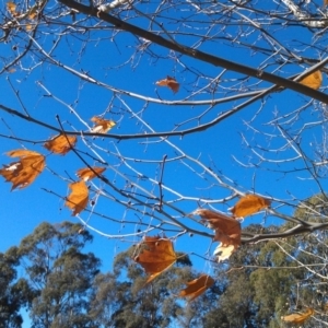 Platanus x acerifolia at Greenway, ACT - 15 May 2015 11:41 AM