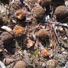 Platanus x acerifolia at Greenway, ACT - 15 May 2015