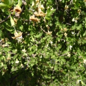 Lycium ferocissimum at Molonglo Valley, ACT - 17 May 2015