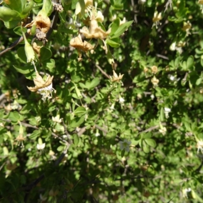 Lycium ferocissimum (African Boxthorn) at National Arboretum Woodland - 17 May 2015 by galah681