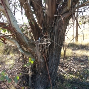 Eucalyptus camphora subsp. humeana at Bonython, ACT - 17 May 2015
