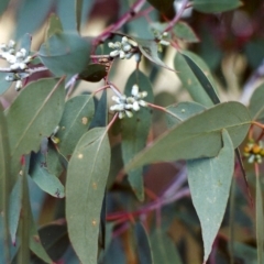 Eucalyptus nortonii (Mealy Bundy) at Tuggeranong Hill - 16 Dec 1999 by michaelb