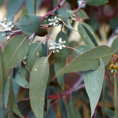 Eucalyptus nortonii (Large-flowered Bundy) at Tuggeranong Hill - 16 Dec 1999 by michaelb