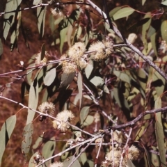 Eucalyptus nortonii (Mealy Bundy) at Tuggeranong Hill - 23 Mar 2000 by michaelb