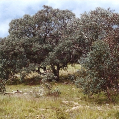 Eucalyptus nortonii (Mealy Bundy) at Tuggeranong Hill - 25 Nov 1999 by michaelb