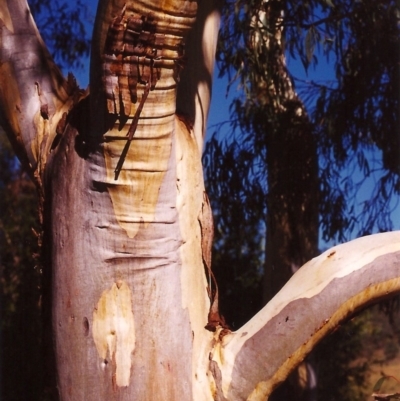 Eucalyptus rossii (Inland Scribbly Gum) at Tuggeranong Hill - 23 Mar 2000 by michaelb
