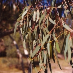 Eucalyptus rossii at Tuggeranong Hill - 24 Mar 2000