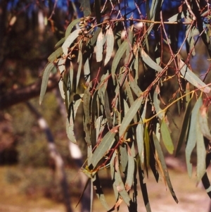 Eucalyptus rossii at Conder, ACT - 24 Mar 2000