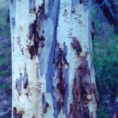 Eucalyptus rossii (Inland Scribbly Gum) at Rob Roy Range - 8 Feb 2001 by michaelb