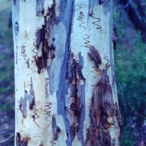 Eucalyptus rossii at Conder, ACT - 9 Feb 2001