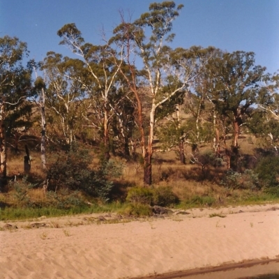 Eucalyptus viminalis (Ribbon Gum) at Gigerline Nature Reserve - 29 Feb 2004 by michaelb