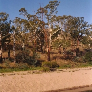 Eucalyptus viminalis at Paddys River, ACT - 1 Mar 2004