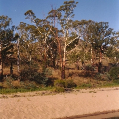 Eucalyptus viminalis (Ribbon Gum) at Paddys River, ACT - 29 Feb 2004 by michaelb