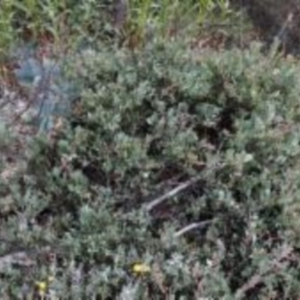 Acacia alpina at Yaouk, NSW - 15 Dec 1984