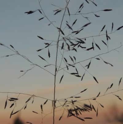 Eragrostis curvula (African Lovegrass) at Greenway, ACT - 18 May 2015 by MichaelBedingfield