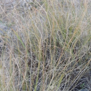 Eragrostis curvula at Greenway, ACT - 18 May 2015