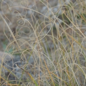 Eragrostis curvula at Greenway, ACT - 18 May 2015