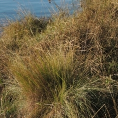 Poa labillardierei (Common Tussock Grass, River Tussock Grass) at Greenway, ACT - 15 May 2015 by MichaelBedingfield