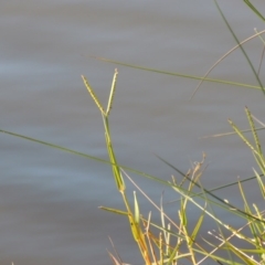 Paspalum distichum (Water Couch) at Lake Tuggeranong - 15 May 2015 by michaelb