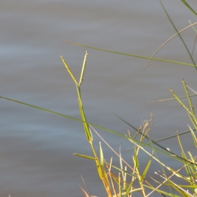 Paspalum distichum (Water Couch) at Greenway, ACT - 15 May 2015 by michaelb