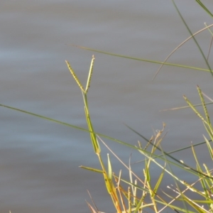 Paspalum distichum at Greenway, ACT - 15 May 2015