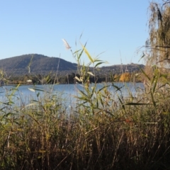 Phragmites australis (Common Reed) at Greenway, ACT - 15 May 2015 by MichaelBedingfield