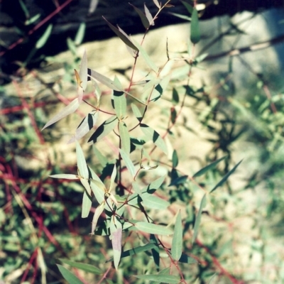 Eucalyptus viminalis (Ribbon Gum) at Tennent, ACT - 16 Sep 2008 by michaelb